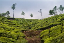Окрестности Муннара / Муннар - чайная столица Южной Индии, один из трех крупнейших чайных регионов страны.