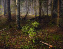 Под лесным пологом / лесные сюжеты