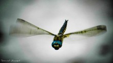 Dragonfly / time of flight