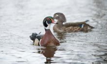 couple of Wood Ducks / Кароли́нская у́тка[1][2], или кароли́нка[2] (лат. Aix sponsa) — птица из семейства утиных с ярким роскошным оперением, близкая родственница азиатской мандаринки. Природная область распространения каролинки — Северная Америка, где она населяет мелкие тенистые лесные водоёмы. В декоративных целях содержится во многих парках Европы, откуда иногда проникает в дикую природу. Питается растительными и животными кормами. Гнездится в дуплах лиственных пород деревьев.

Во времена колонизации континента, которая сопровождалась интенсивной вырубкой лесов, осушением водоёмов и массовым отстрелом этих птиц, популяция уток неуклонно сокращалась, и к началу XX века птица оказалась на грани вымирания. Лишь законодательный запрет на охоту, установка ящиков-дуплянок и разведение в неволе помогли стабилизировать ситуацию, хотя численность вида пока ещё остаётся более низкой в сравнении с первоначальной[3].