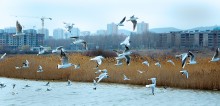 Перелеть. / Фото охота за чайками на озере Соленом ( г. Новороссийск)