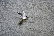 Чайка / Чайка на озере в Лиде