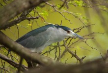 Black-crowned Night-Heron (Nyctanassa violacea) / Обыкновенная кваква