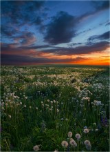 Одуванчиковое поле / Природа Беларуси