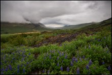 пейзаж с люпинами / Исландия