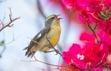 The Bananaquit / Банановый певун