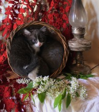 Кошки в лукошке / описание