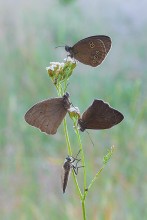 Кашу маслом не испортишь? / ---