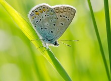 Голубяночка / Разнообразный вид бабочек голубянок