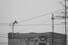 &nbsp; / вороны