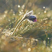 Сон Сон - Травы. / Один из самых привлекательных первоцветов.http://www.florets.ru/legendy-o-tsvetah/legenda-pro-son-travu.html