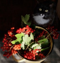 Калина и кот / Дачные зарисовки