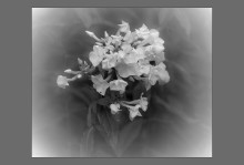 Белые флоксы / Флокс (лат. Phlox) — род красивоцветущих травянистых растений семейства Синюховые (Polemoniaceae). Включает около 70 видов. В культуре — около 40 видов; в Европе некоторые из них были введены в культуре уже в середине XVIII века.

В переводе с греческого φλόξ означает «пламя». Это название было дано этому роду в 1737 году Карлом Линнеем, видимо, за яркие красные цветки некоторых диких высокорослых флоксов.