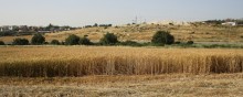 Пшеница в Израиле / Поле пшеницы в районе Латруна