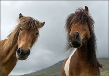 А чей-то вы тут делаете? А?... / Уникальная исландская порода лошадей