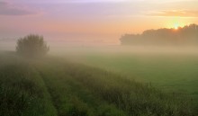 A foggy summer morning. / ***