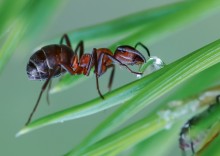 Пьет воду муравей... / макро...