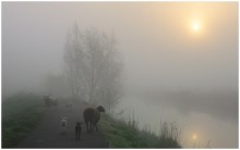 Sheep in the foggy morning. / ***