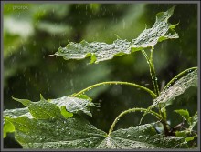 ...просто месяц май / Любителям Фотошопа: дождь натуральный - ничего не добавлял!
