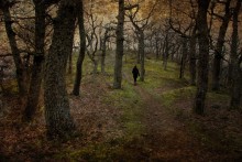 Заколдованный лес / Крым, весна