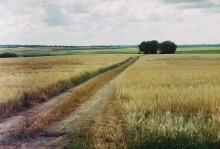 Пшеничное поле под Витебском / ***