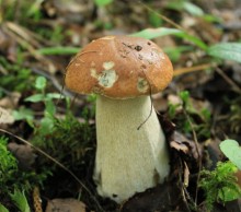 подросток / единственный очень юный гриб нашёлся в сухом лесу