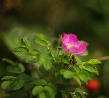 Цвет шиповника / последние цветы уходящего лета