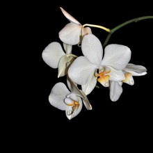 Орхидея / ...