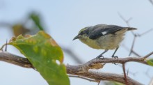 The Bananaquit / Банановый певун или сахарная птица[1] (лат. Coereba flaveola) — вид птиц из отряда воробьинообразных, единственный вид в семействе (Coerebidae).
