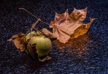 Яблоко осенью 2 / Яблоко, осенние листья