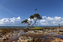 2 000 000 лет до Нашей Эры ( 2 000 000 years BC...) / Land of pterodactyls
Florida Key, FL, USA