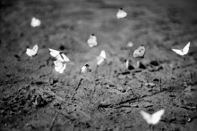 Летний танец / Бабочки