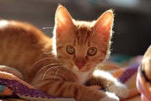 Рыжая лисица / Домашняя беспородная рыжая кошка Лиса