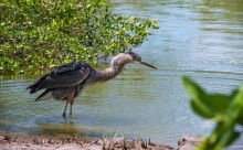 ....may disguise confuse a fish ? / Great blue heron