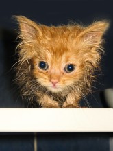 Великолепный Рыженький / На этом фото Великолепному Рыженькому 1 месяц. Таким он был подброшен год тому назад.
И кто бы мог подумать, что из больного рахитика вырастет доминантный кот?