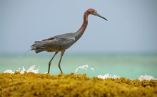 Reddish egret / Egretta rufescens