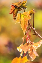 &nbsp; / осень!