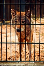 Волк, взгляд печали и скуки / Этого волка я сфотографировал в Беловежской пуще, смотря на его глаза у меня сложилось впечатление грусти, печали и скуки...