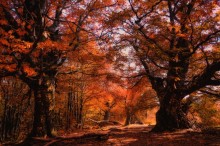 Красная осень в лесу / Воспоминания прошлых лет в Крыму