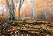 По ступенькам в туманній лес / В лесах Крыма