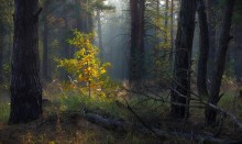   / осеннее утро в лесу