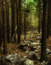 Лесная тропа / Хвойно-каменный лес