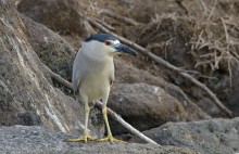 Black-crowned Night-Heron / Обыкновенная кваква, или ночная цапля