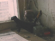 Статисты / артисты натюрмортов на отдыхе