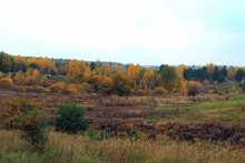 уж небо осенью дышало.. / природа лес