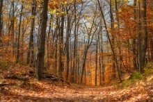 Transparent Autumn (@ Gatineau ) / Transparent Autumn (@ Gatineau )