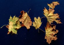 Осенняя композиция / Листики на воде
