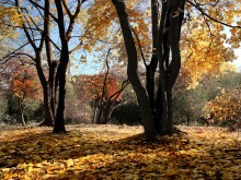 Осень в Парке Дружбы / Московские парки