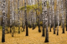 Осенний ковер! / Березки