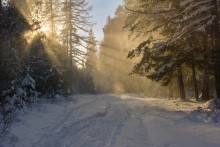 Солнечный луч / Порыв ветра сдувает снег с деревьев